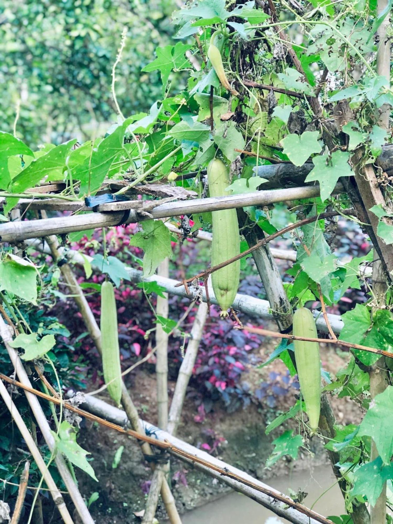 Hide Away Bungalows In Ben Tre City Zewnętrze zdjęcie